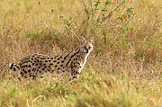 Serval  Amboseli Kenya